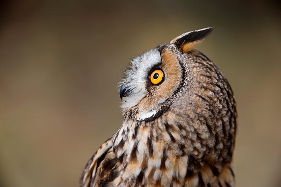 Imagen 5 de la galería de Búho Chico - Long-eared Owl